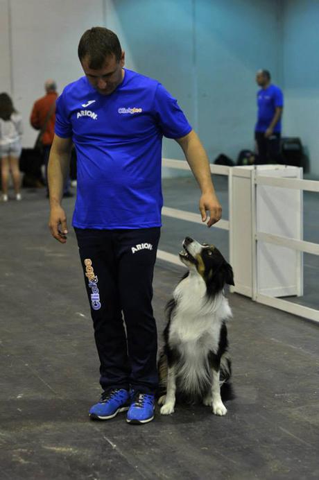 La Obediencia Canina, un deporte muy beneficioso para tu perro