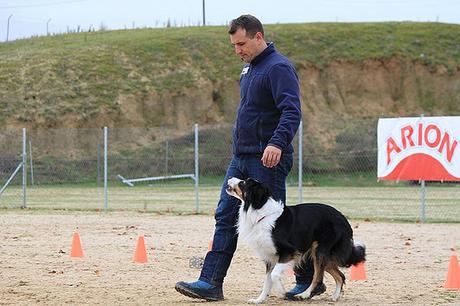 La Obediencia Canina, un deporte muy beneficioso para tu perro