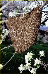 ALGUNAS PARTICULARIDADES DE LAS ABEJAS - SOME PARTICULARITIES OF BEES.
