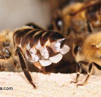 ALGUNAS PARTICULARIDADES DE LAS ABEJAS - SOME PARTICULARITIES OF BEES.