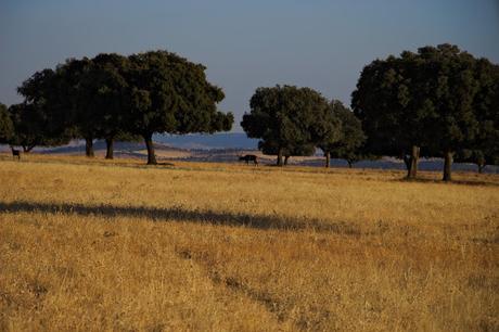 Parque Nacional de Cabañeros