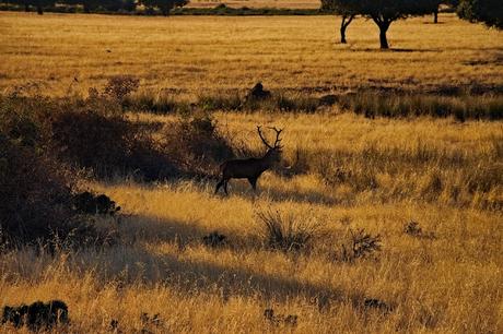 Parque Nacional de Cabañeros