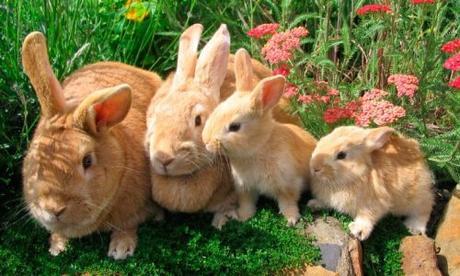 Que nadie huela que tienes un conejo