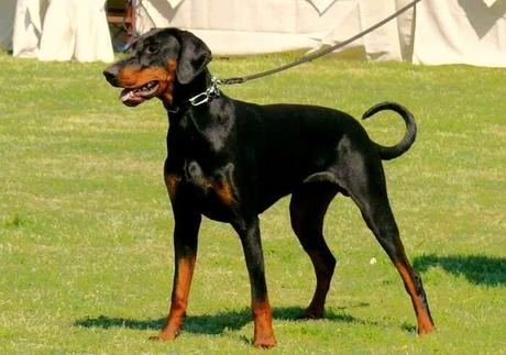 El Carácter del Doberman