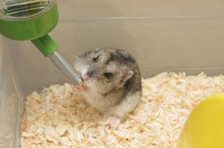 todo-lo-que-se-necesita-para-tener-un-hamster-4