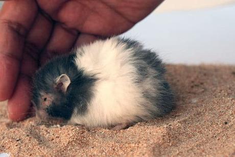 todo-lo-que-se-necesita-para-tener-un-hamster-10