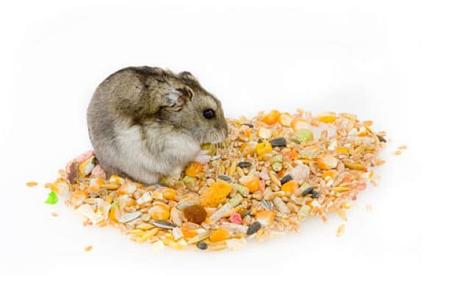 todo-lo-que-se-necesita-para-tener-un-hamster-8