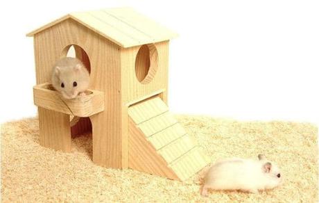 todo-lo-que-se-necesita-para-tener-un-hamster-6