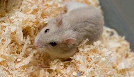 todo-lo-que-se-necesita-para-tener-un-hamster-2