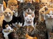 ¿Sabes Grupo Felinos Pertenecen Gatos? Decimos Todo