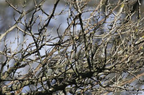 Primer registro de cachudito pico amarillo en Monte