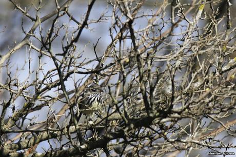 Primer registro de cachudito pico amarillo en Monte