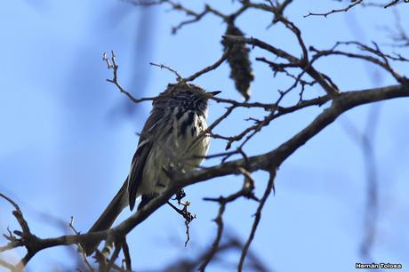 Primer registro de cachudito pico amarillo en Monte