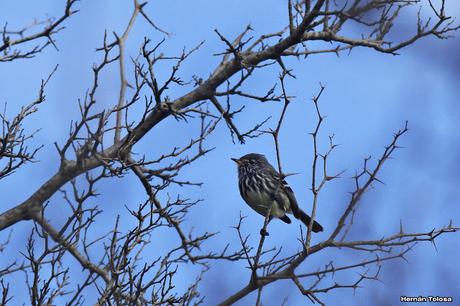 Primer registro de cachudito pico amarillo en Monte