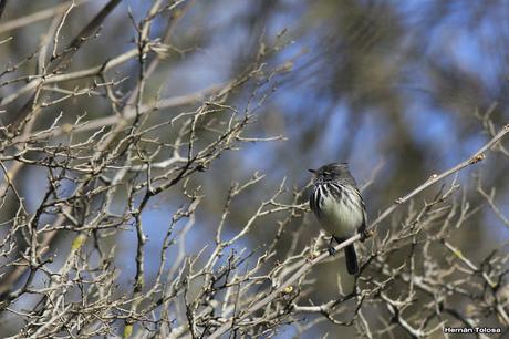 Primer registro de cachudito pico amarillo en Monte