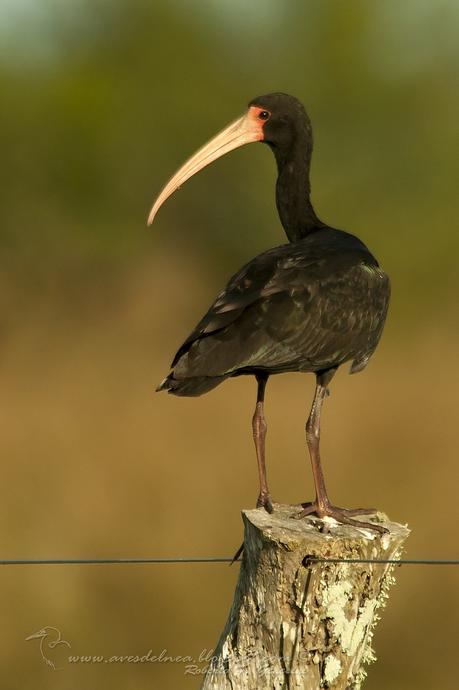 Cuervillo cara pelada ( Bare-faced Ibis ) Phimosus infuscatus