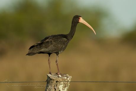 Cuervillo cara pelada ( Bare-faced Ibis ) Phimosus infuscatus