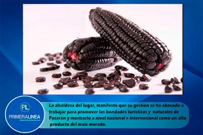 PACARÁN PRESENTA EL IV FESTIVAL DEL MAÍZ MORADO…