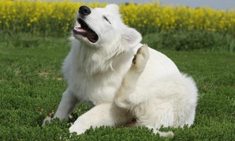 Se acerca el invierno, cuidado con los parásitos externos en los perros