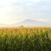 Otra vez el lado positivo de la biotecnología