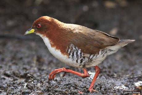 Visita a la Reserva Punta Lara