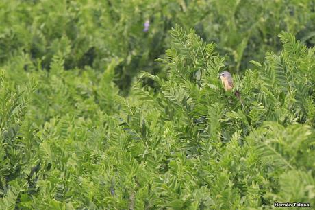 Visita a la Reserva Punta Lara