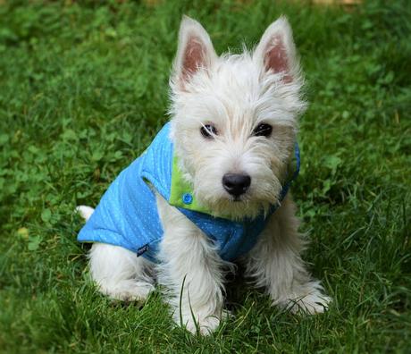 Westie coat