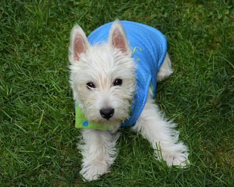 Westie coat