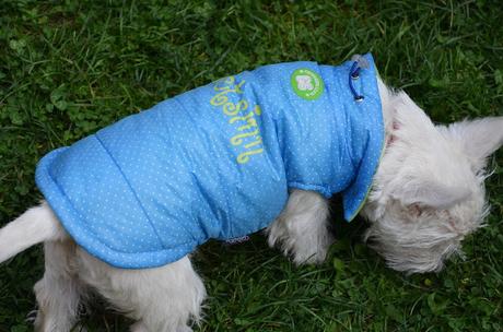 Westie coat