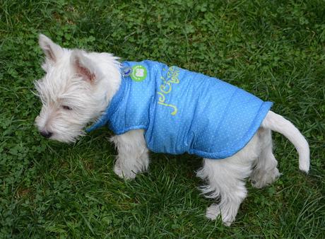 Westie coat