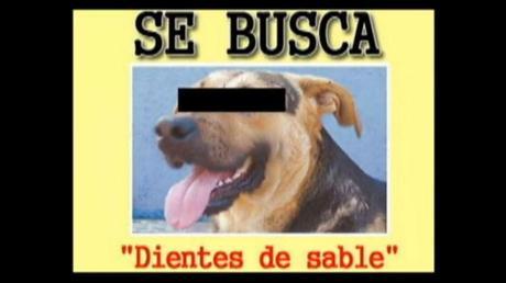 “Delincuencia canina”: Jauría de perros desmantela un automóvil en Turquía “Delincuencia canina”: Jauría de perros desmantela un automóvil en Turquía