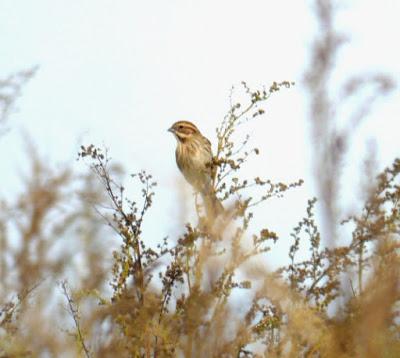 Llegan los palustres