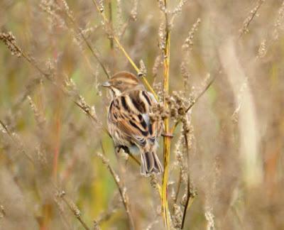 Llegan los palustres