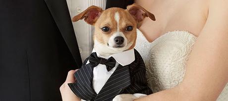 Tu mascota se va de Boda