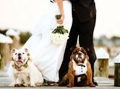 mascota Boda