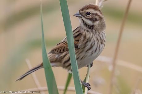 Escribano palustre (Emberiza schoeniclus) Common reed bunting  Zingira-berdantza  Repicatalons  Escribenta das canaveiras