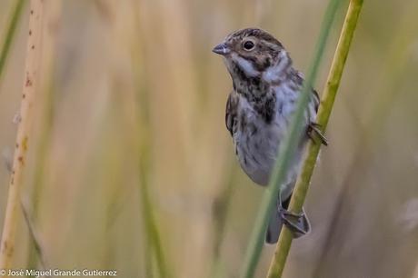 Escribano palustre (Emberiza schoeniclus) Common reed bunting  Zingira-berdantza  Repicatalons  Escribenta das canaveiras