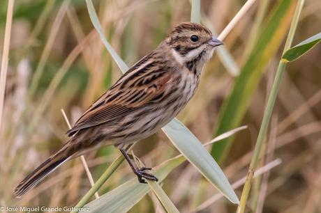 Escribano palustre (Emberiza schoeniclus) Common reed bunting  Zingira-berdantza  Repicatalons  Escribenta das canaveiras