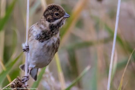 Escribano palustre (Emberiza schoeniclus) Common reed bunting  Zingira-berdantza  Repicatalons  Escribenta das canaveiras