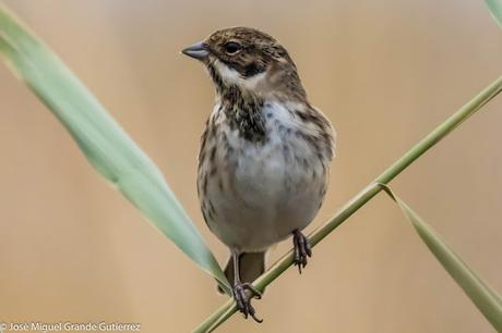 Escribano palustre (Emberiza schoeniclus) Common reed bunting  Zingira-berdantza  Repicatalons  Escribenta das canaveiras