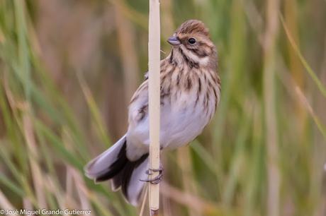 Escribano palustre (Emberiza schoeniclus) Common reed bunting  Zingira-berdantza  Repicatalons  Escribenta das canaveiras