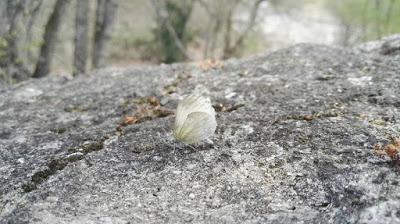 AUTISMO PARA TODOS.Hoy nos habla Ingrid...profesora de apoyo de Natalia en p3-p4