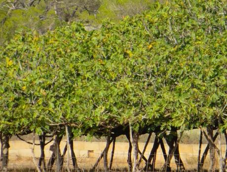 CAP. 24 . . . . . . . . . . . . . . . . . . . . . . . . . . . . . . Andanzas y tropezones de Dikembe Biyombo