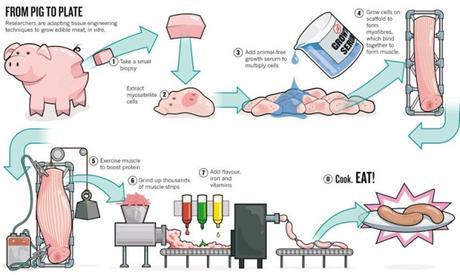 Proceso de producción de carne in vitro
