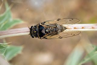 Para ampliar Cicadatra atra (Olivier, 1790) Chicharra, Cigarra negra hacer clic