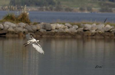 BANDADAS DE ORNITÓLOGOS EN CANTABRIA...