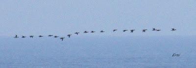 BANDADAS DE ORNITÓLOGOS EN CANTABRIA...