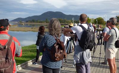 BANDADAS DE ORNITÓLOGOS EN CANTABRIA...