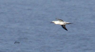BANDADAS DE ORNITÓLOGOS EN CANTABRIA...