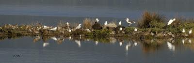 BANDADAS DE ORNITÓLOGOS EN CANTABRIA...